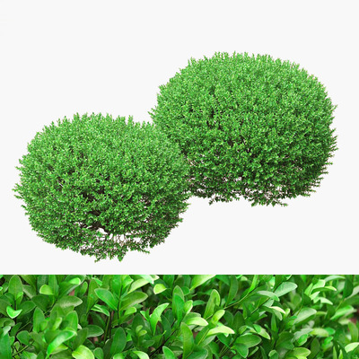 球形黄杨木灌木3D模型（OBJ,MAX）