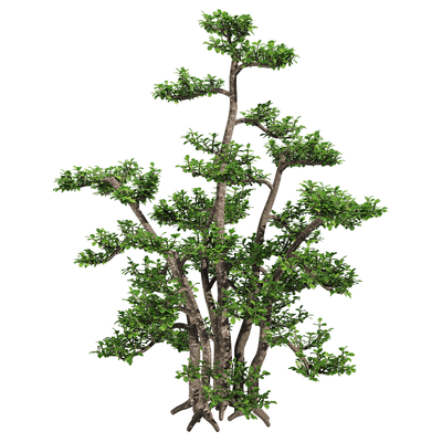 胡椒木3D模型（OBJ,FBX,MAX）