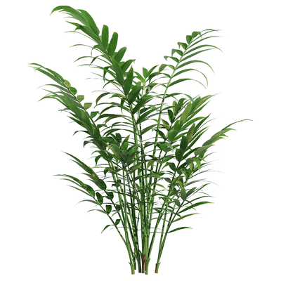 袖珍椰 绿色植物3D模型（OBJ,FBX,MAX）