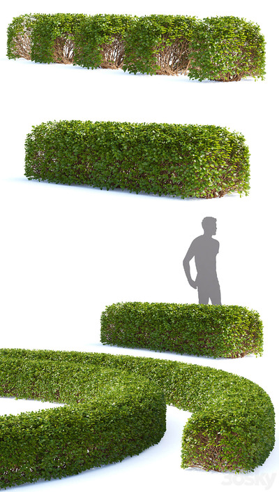 绿叶绣线菊树篱3D模型（OBJ,MAX）