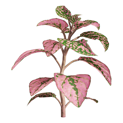 网纹草3D模型（OBJ,FBX,MAX）