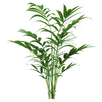 袖珍椰 绿色植物3D模型（OBJ,FBX,MAX）