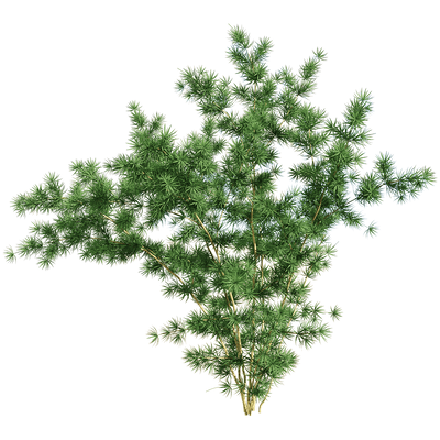 蓬莱松植物3D模型（OBJ,FBX,MAX）