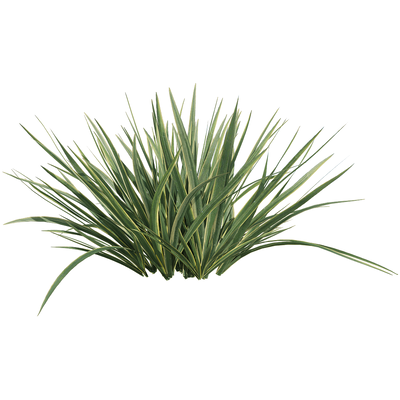 菖蒲草丛3D模型（OBJ,FBX,MAX）