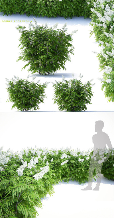 开白色花朵的珍珠梅灌木丛3D模型（OBJ,MAX）