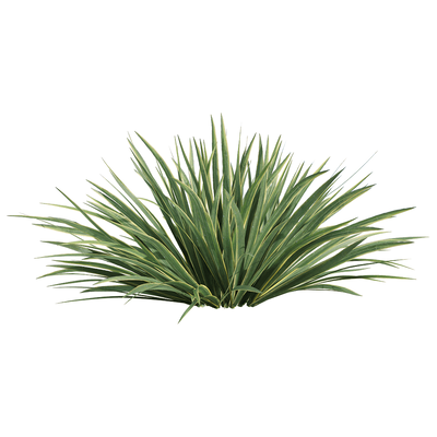 菖蒲草丛3D模型（OBJ,FBX,MAX）