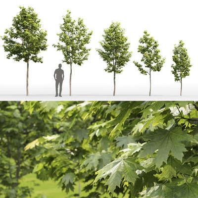 5棵绿叶枫树3D模型（FBX,MAX）