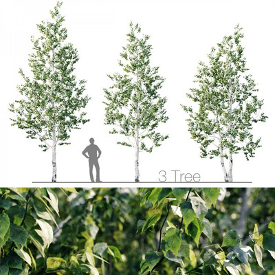 3棵桦树3D模型（FBX,MAX）