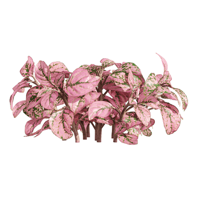 网纹草植物3D模型（OBJ,FBX,MAX）