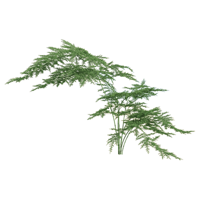 文竹植物3D模型（OBJ,FBX,MAX）