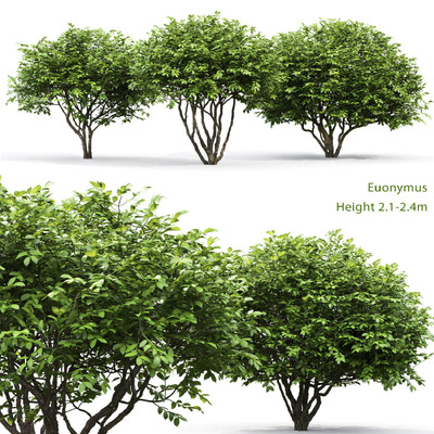 3棵茂盛的卫矛树 灌木3D模型（FBX,MAX）
