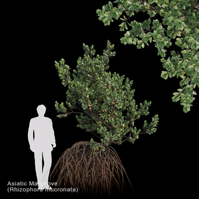 红茄苳植物3D模型（FBX,MAX）