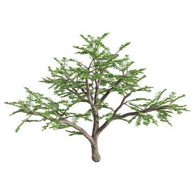 胡椒木3D模型（OBJ,FBX,MAX）