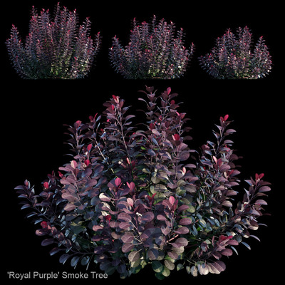 红叶灌木3D模型（FBX,MAX）