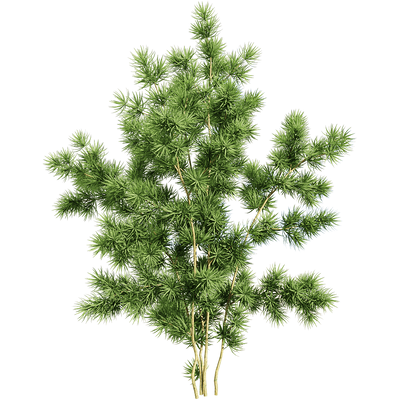 蓬莱松植物3D模型（OBJ,FBX,MAX）