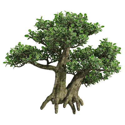 金边六月雪树3D模型（OBJ,FBX,MAX）