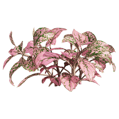 网纹草植物3D模型（OBJ,FBX,MAX）