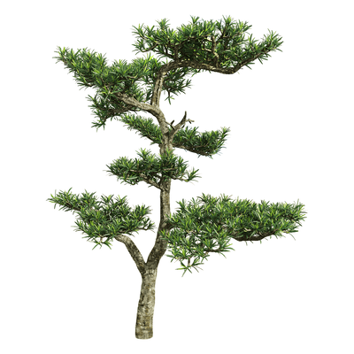 罗汉松树3D模型（OBJ,FBX,MAX）