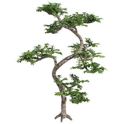胡椒木 景观树3D模型（OBJ,FBX,MAX）