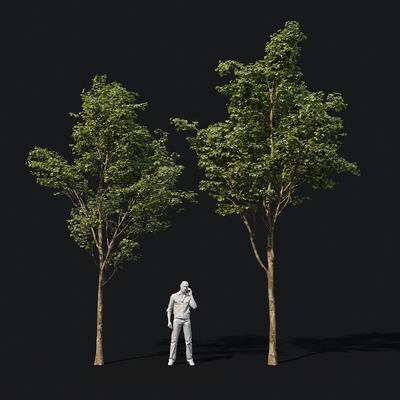2棵小枫树3D模型（FBX,MAX）