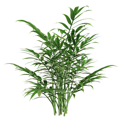 袖珍椰植物3D模型（OBJ,FBX,MAX）