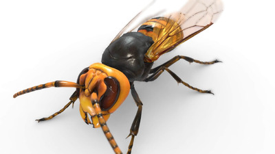 大胡蜂3D模型（OBJ,FBX,BLEND）