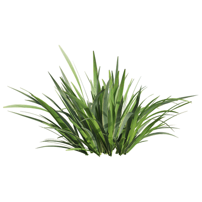 菖蒲草丛3D模型（OBJ,FBX,MAX）