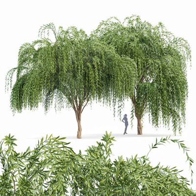 2棵垂柳树3D模型（OBJ,MAX）