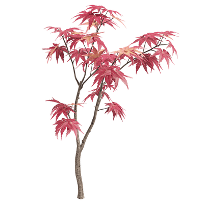 红叶鸡爪槭树枝3D模型（OBJ,FBX,MAX）