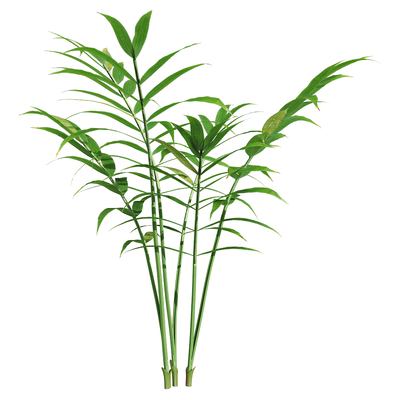 袖珍椰植物3D模型（OBJ,FBX,MAX）