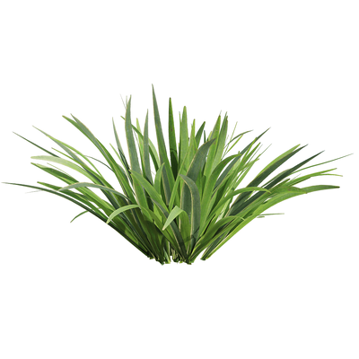 菖蒲草丛3D模型（OBJ,FBX,MAX）