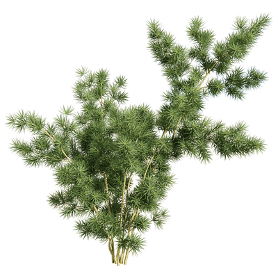蓬莱松植物3D模型（OBJ,FBX,MAX）