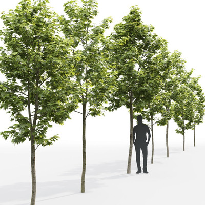 枫树3D模型（FBX,MAX）