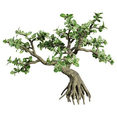 金边六月雪 绿植景观树3D模型（OBJ,FBX,MAX）