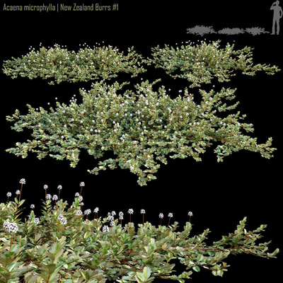 开白色花朵的小叶猬莓灌木3D模型（OBJ,MAX）