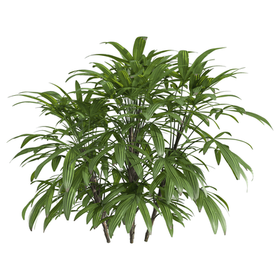 矮琼棕枝条3D模型（OBJ,FBX,MAX）