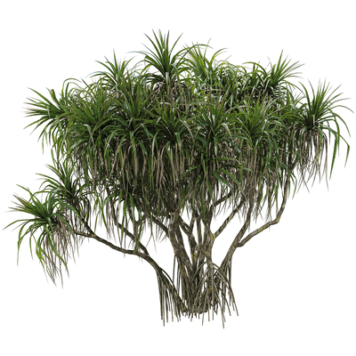 露兜树3D模型（OBJ,FBX,MAX）