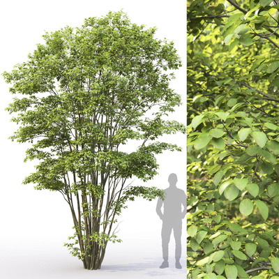 唐棣树3D模型（OBJ,MAX）