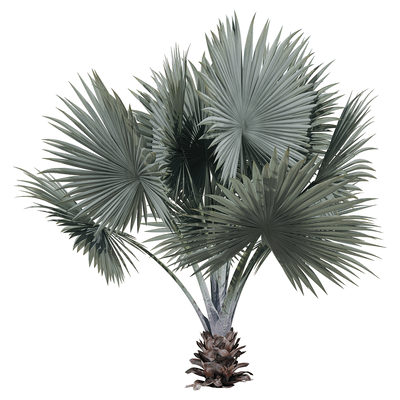 霸王棕 棕榈树3D模型（OBJ,FBX,MAX）