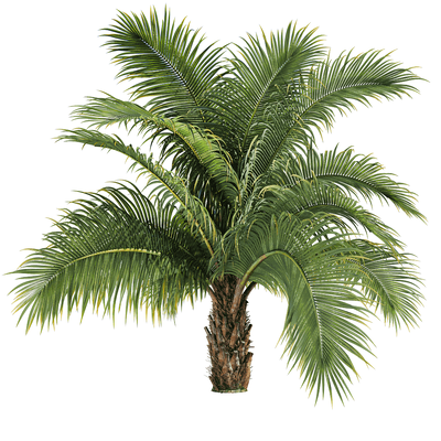 马岛高原椰子树 马岛棕榈树3D模型（OBJ,FBX,MAX）