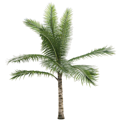 长毛刺椰树 棕榈树3D模型（OBJ,FBX,MAX）