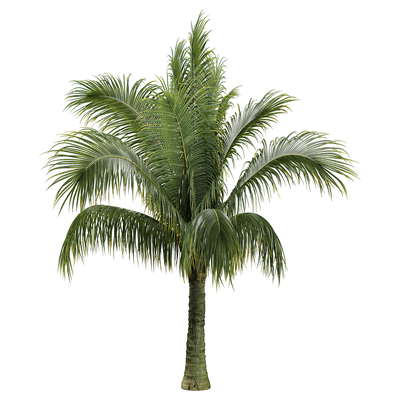 马岛高原椰子树 马岛棕榈树3D模型（OBJ,FBX,MAX）