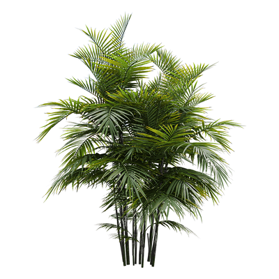 玲珑竹节椰植物3D模型（OBJ,FBX,MAX）
