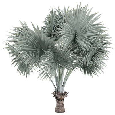 银叶霸王棕 棕榈树3D模型（OBJ,FBX,MAX）