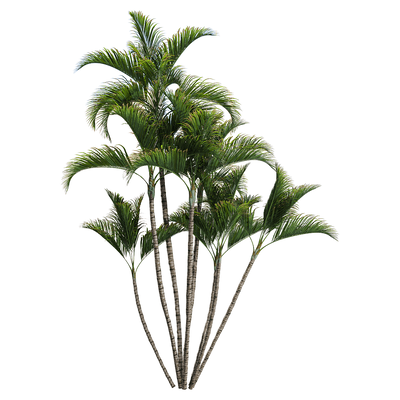 散尾葵 棕榈树3D模型（OBJ,FBX,MAX）