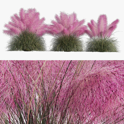 粉黛乱子草 观赏草3D模型（FBX,MAX）