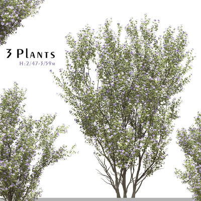 3棵开花的紫花野牡丹树3D模型（OBJ,FBX,MAX,C4D,BLEND）