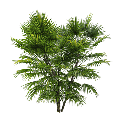 海南琼棕 棕榈树3D模型（OBJ,FBX,MAX）