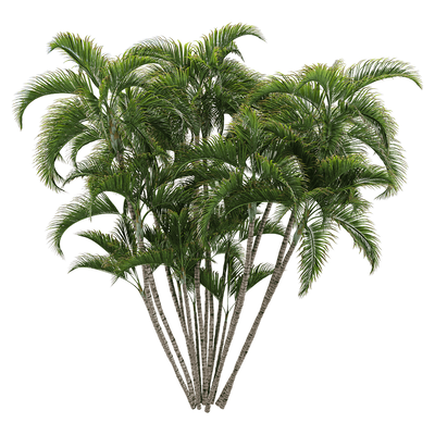 散尾葵 棕榈树3D模型（OBJ,FBX,MAX）