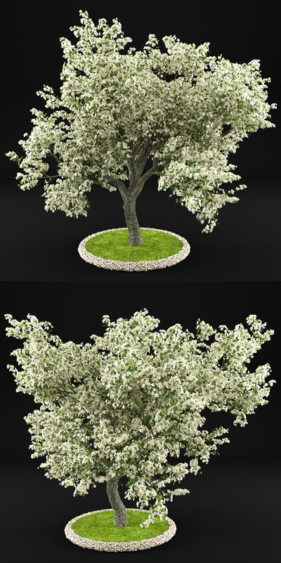 开满花朵的苹果树3D模型（OBJ,MAX）